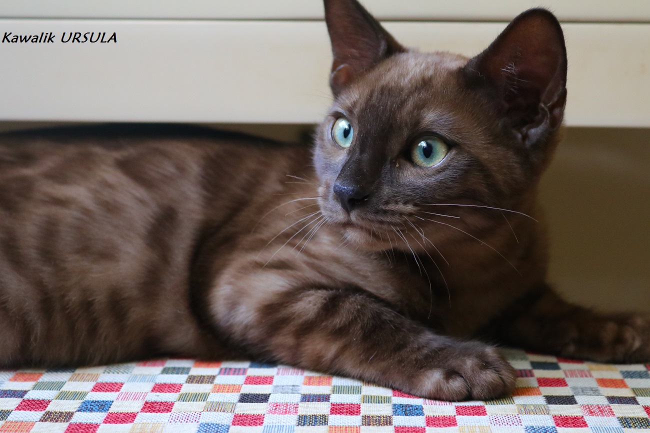 bengal seal sepia solid